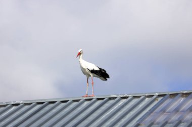 Stork is nearby during a raptor show in the Netherlands clipart