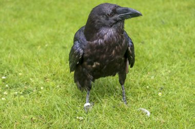 Hollanda 'da bir raptor gösterisi sırasında Raven (Corvus corax)