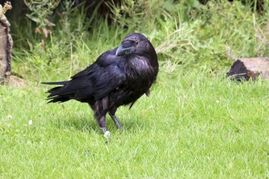 Hollanda 'da bir raptor gösterisi sırasında Raven (Corvus corax)