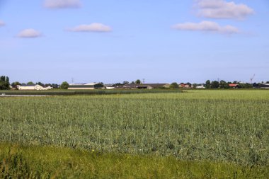 İleride Hollanda 'nın Zuidplaspold belediyesinin Beşinci Köyü' nün tarım ve yollarıyla otlaklar