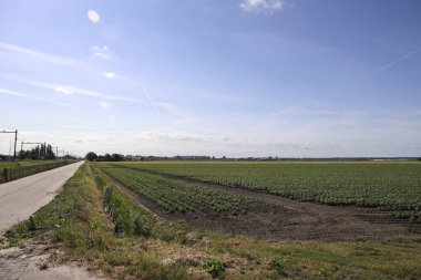 İleride Hollanda 'nın Zuidplaspold belediyesinin Beşinci Köyü' nün tarım ve yollarıyla otlaklar