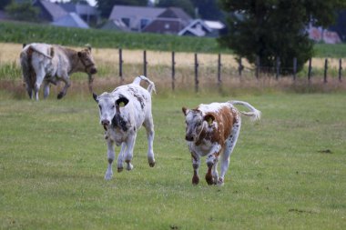 Hollanda 'da bir çayırda beyaz ve kırmızı Holstein Frysian ineği