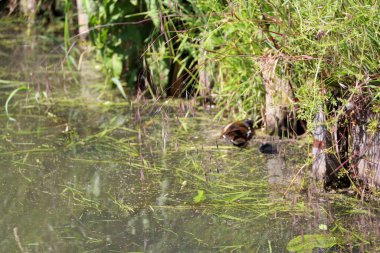 Hollanda 'da yeni bir bisiklet yolu için yıkılmadan önce Nieuwerkerk aan den IJssel' deki hendek ve ağaçlar