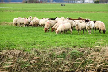 Moordrecht 'teki Zuidplaspolder' daki çayırlar Zuidplas 'ta yeni ticari alan olarak kullanılmak üzere.