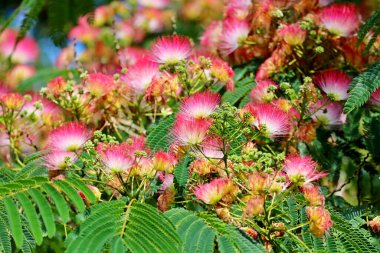 Albizia julibrissin, İran ipek ağacı, pembe ipek ağacı, ya da Hollanda 'da pembe çiçekli mimoza ağacı.