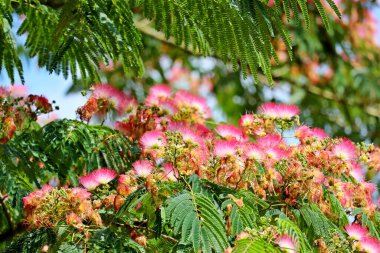 Albizia julibrissin, İran ipek ağacı, pembe ipek ağacı, ya da Hollanda 'da pembe çiçekli mimoza ağacı.