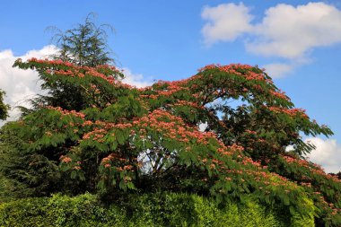 Albizia julibrissin, İran ipek ağacı, pembe ipek ağacı, ya da Hollanda 'da pembe çiçekli mimoza ağacı.