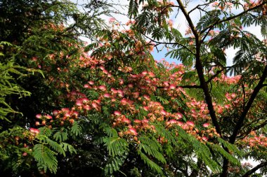 Albizia julibrissin, İran ipek ağacı, pembe ipek ağacı, ya da Hollanda 'da pembe çiçekli mimoza ağacı.