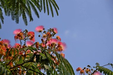 Albizia julibrissin, İran ipek ağacı, pembe ipek ağacı, ya da Hollanda 'da pembe çiçekli mimoza ağacı.