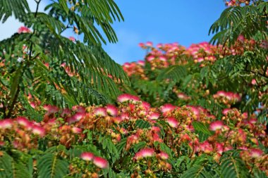 Albizia julibrissin, İran ipek ağacı, pembe ipek ağacı, ya da Hollanda 'da pembe çiçekli mimoza ağacı.