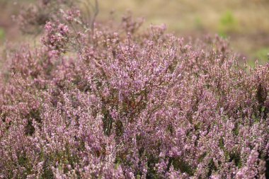 Hollanda, Wezep 'teki Veluwe' de açan mor fundalık çiçekleri.