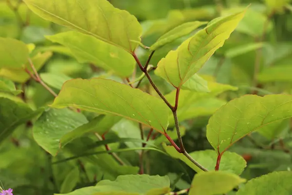 stock image Leaves of Japanese knotweed as an invasive exotic species in Utrecht the Netherlands