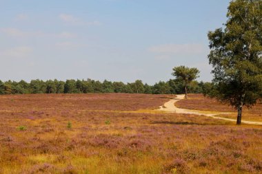 Hollanda, Wezep 'teki Veluwe' de açan mor fundalık çiçekleri.