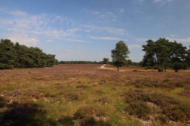 Hollanda, Wezep 'teki Veluwe' de açan mor fundalık çiçekleri.