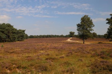 Hollanda, Wezep 'teki Veluwe' de açan mor fundalık çiçekleri.