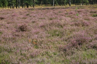 Hollanda, Wezep 'teki Veluwe' de açan mor fundalık çiçekleri.