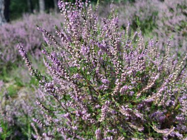 Hollanda, Wezep 'teki Veluwe' de açan mor fundalık çiçekleri.