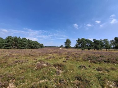 Hollanda, Wezep 'teki Veluwe' de açan mor fundalık çiçekleri.