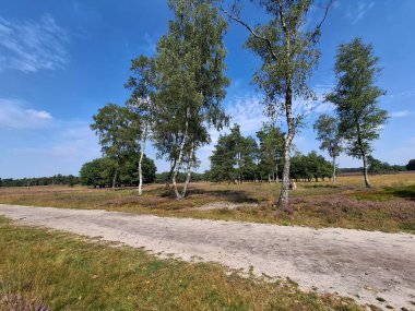 Hollanda, Wezep 'teki Veluwe' de açan mor fundalık çiçekleri.