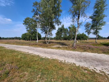 Hollanda, Wezep 'teki Veluwe' de açan mor fundalık çiçekleri.