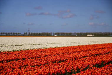 Goeree-Overflakkee 'de çiçek soğanlarının yetiştiği ve Hollandalı turistleri cezbeden laleler.