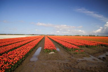 Goeree-Overflakkee 'de çiçek soğanlarının yetiştiği ve Hollandalı turistleri cezbeden laleler.