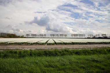 Goeree-Overflakkee 'de çiçek soğanlarının yetiştiği ve Hollandalı turistleri cezbeden laleler.