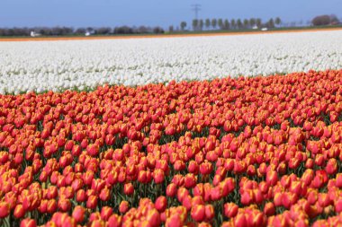 Goeree-Overflakkee 'de çiçek soğanlarının yetiştiği ve Hollandalı turistleri cezbeden laleler.