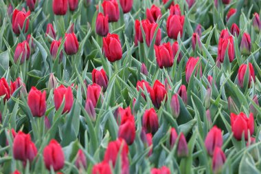 Goeree-Overflakkee 'de çiçek soğanlarının yetiştiği ve Hollandalı turistleri cezbeden laleler.