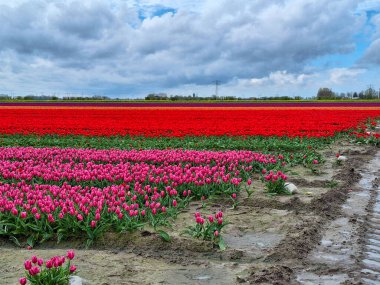 Goeree-Overflakkee 'de çiçek soğanlarının yetiştiği ve Hollandalı turistleri cezbeden laleler.