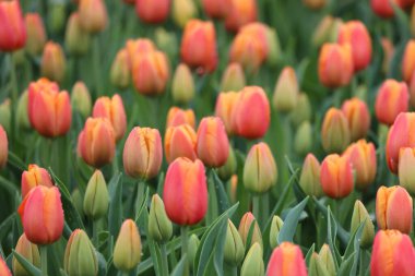 Goeree-Overflakkee 'de çiçek soğanlarının yetiştiği ve Hollandalı turistleri cezbeden laleler.