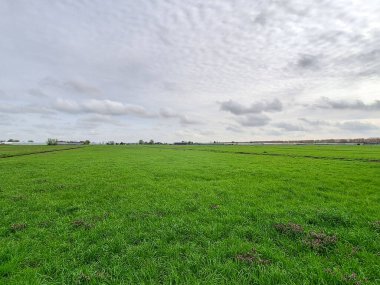 Meadows of the Zuidplaspolder in Nieuwerkerk aan den IJssel in the Netherlands clipart