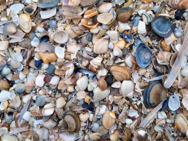 Hollanda 'da Hoek van Holland' da Kuzey Denizi sahilinde bulutlu bir gökyüzü ve Hollanda 'da deniz kabuğu.