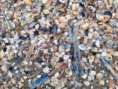 Hollanda 'da Hoek van Holland' da Kuzey Denizi sahilinde bulutlu bir gökyüzü ve Hollanda 'da deniz kabuğu.