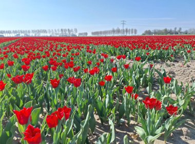 Hollanda 'nın baharı boyunca Goeree-Overflakkee' deki bir ampul tarlasında kırmızı laleler 