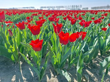 Hollanda 'nın baharı boyunca Goeree-Overflakkee' deki bir ampul tarlasında kırmızı laleler 