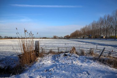 Hollanda 'daki Cortelande' de Zuidplaspolder 'ın çayırlarında kar yağıyor.