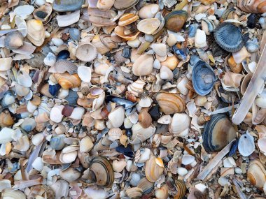 Hollanda 'da Hoek van Holland' da Kuzey Denizi sahilinde bulutlu bir gökyüzü ve Hollanda 'da deniz kabuğu.