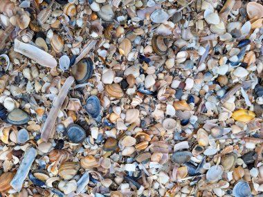 Hollanda 'da Hoek van Holland' da Kuzey Denizi sahilinde bulutlu bir gökyüzü ve Hollanda 'da deniz kabuğu.