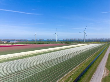 Hollanda baharı boyunca Goeree-Overflakkee 'deki bir ampul tarlasında beyaz laleler.