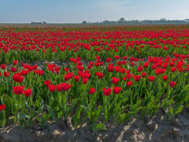 Hollanda baharı boyunca Goeree-Overflakkee 'deki bir ampul tarlasında kırmızı laleler.