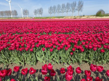 Hollanda baharı boyunca Goeree-Overflakkee 'deki bir ampul tarlasında kırmızı laleler.