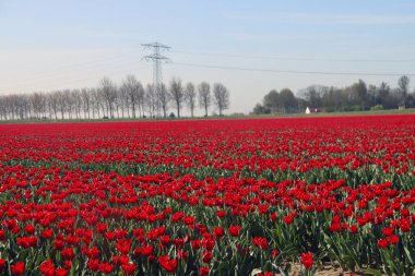 Hollanda baharı boyunca Goeree-Overflakkee 'deki bir ampul tarlasında kırmızı laleler.