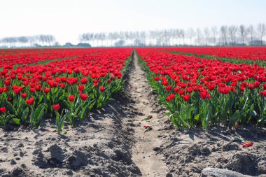 Hollanda 'nın baharı boyunca Goeree-Overflakkee' deki bir ampul tarlasında kırmızı laleler 