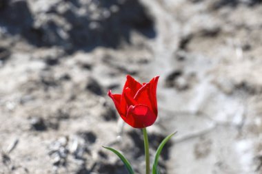 Hollanda 'nın baharı boyunca Goeree-Overflakkee' deki bir ampul tarlasında kırmızı laleler 