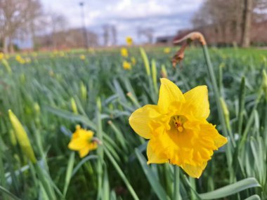 Hollanda 'daki Nieuwerkerk' te bahar aylarında narcissus ampulünün çiçekleri ayrıntılarıyla incelenir.