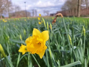 Hollanda 'daki Nieuwerkerk' te bahar aylarında narcissus ampulünün çiçekleri ayrıntılarıyla incelenir.