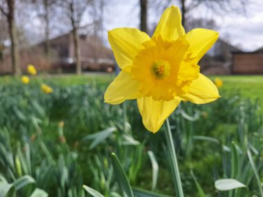 Hollanda 'daki Nieuwerkerk' te bahar aylarında narcissus ampulünün çiçekleri ayrıntılarıyla incelenir.