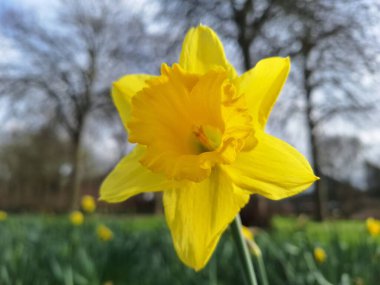 Hollanda 'daki Nieuwerkerk' te bahar aylarında narcissus ampulünün çiçekleri ayrıntılarıyla incelenir.