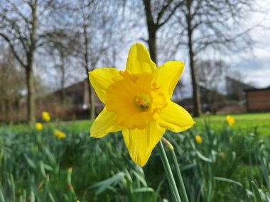 Hollanda 'daki Nieuwerkerk' te bahar aylarında narcissus ampulünün çiçekleri ayrıntılarıyla incelenir.